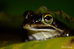 Peekaboo ! by Raoul Caprez 